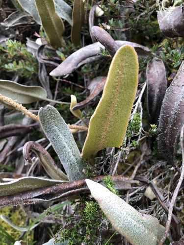Elaphoglossum engelii, photograph 2
