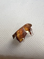 Hypocosmia pyrochroma