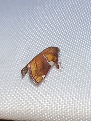 Hypocosmia pyrochroma