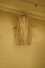 Leucania porphyrodes