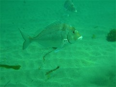 Pacific Porgy photo 3