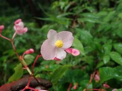 Begonia grandis