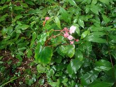 Begonia grandis