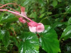 Begonia grandis