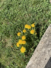 Taraxacum officinale