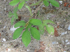 Diplacodes trivialis