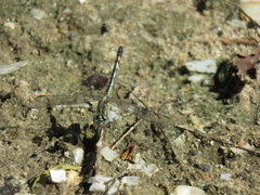 Diplacodes trivialis