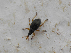 Pseudapion rufirostre