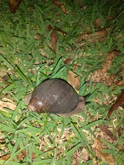 Hedleyella maconelli