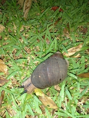 Hedleyella maconelli