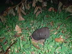 Hedleyella maconelli