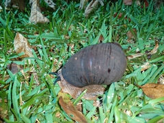 Hedleyella maconelli