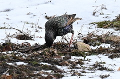 Sturnus vulgaris