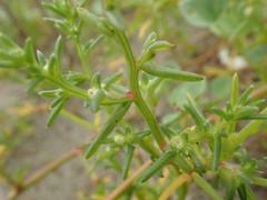 Salsola komarovii