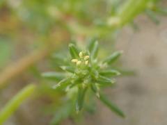 Salsola komarovii