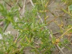 Salsola komarovii
