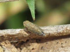 Euscelidius variegatus