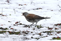 Turdus pilaris