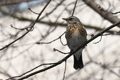 Turdus pilaris