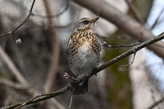 Turdus pilaris