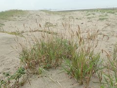 Ischaemum anthephoroides