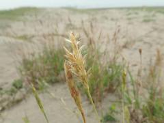 Ischaemum anthephoroides