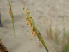 Ischaemum anthephoroides