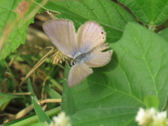 Euchrysops