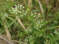Cnidium japonicum