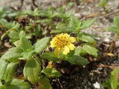 Melanthera prostrata