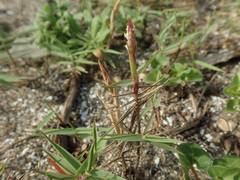 Zoysia macrostachya