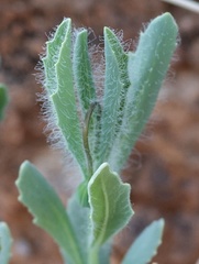 Emilia marlothiana