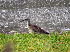 Numenius phaeopus