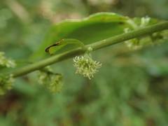 Rhynchospermum verticillatum