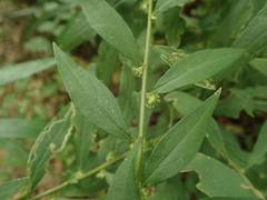 Rhynchospermum verticillatum