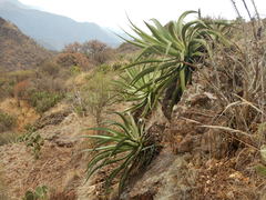 Agave vilmoriniana