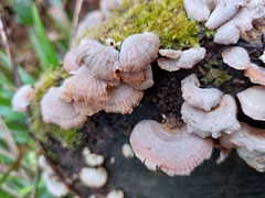 Fungi