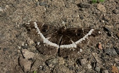 Erebus terminitincta