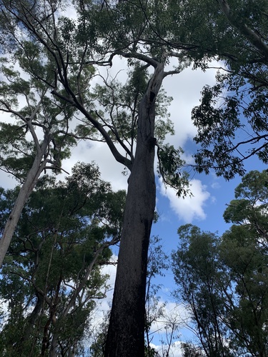 Eucalyptus sphaerocarpa observed 2022-03-13