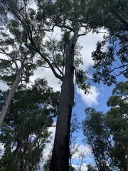 Eucalyptus sphaerocarpa