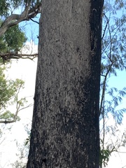 Eucalyptus sphaerocarpa