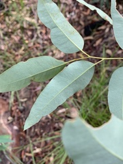 Eucalyptus sphaerocarpa