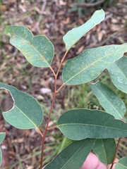 Eucalyptus sphaerocarpa