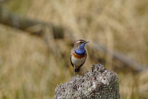 Ruiseñor pechiazul (Luscinia svecica)