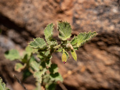 Hermannia merxmuelleri