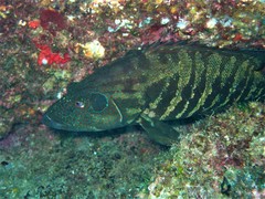 Cephalopholis panamensis