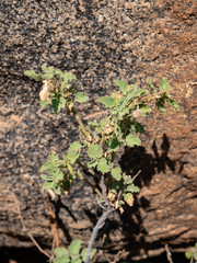 Hermannia merxmuelleri