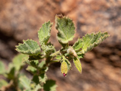 Hermannia merxmuelleri