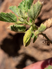 Hermannia merxmuelleri