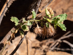 Hermannia merxmuelleri